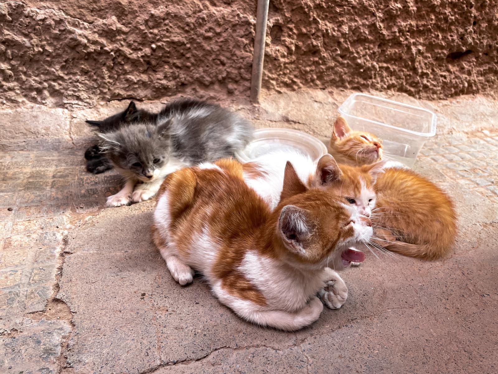 marokko marrakesh kissanpennut