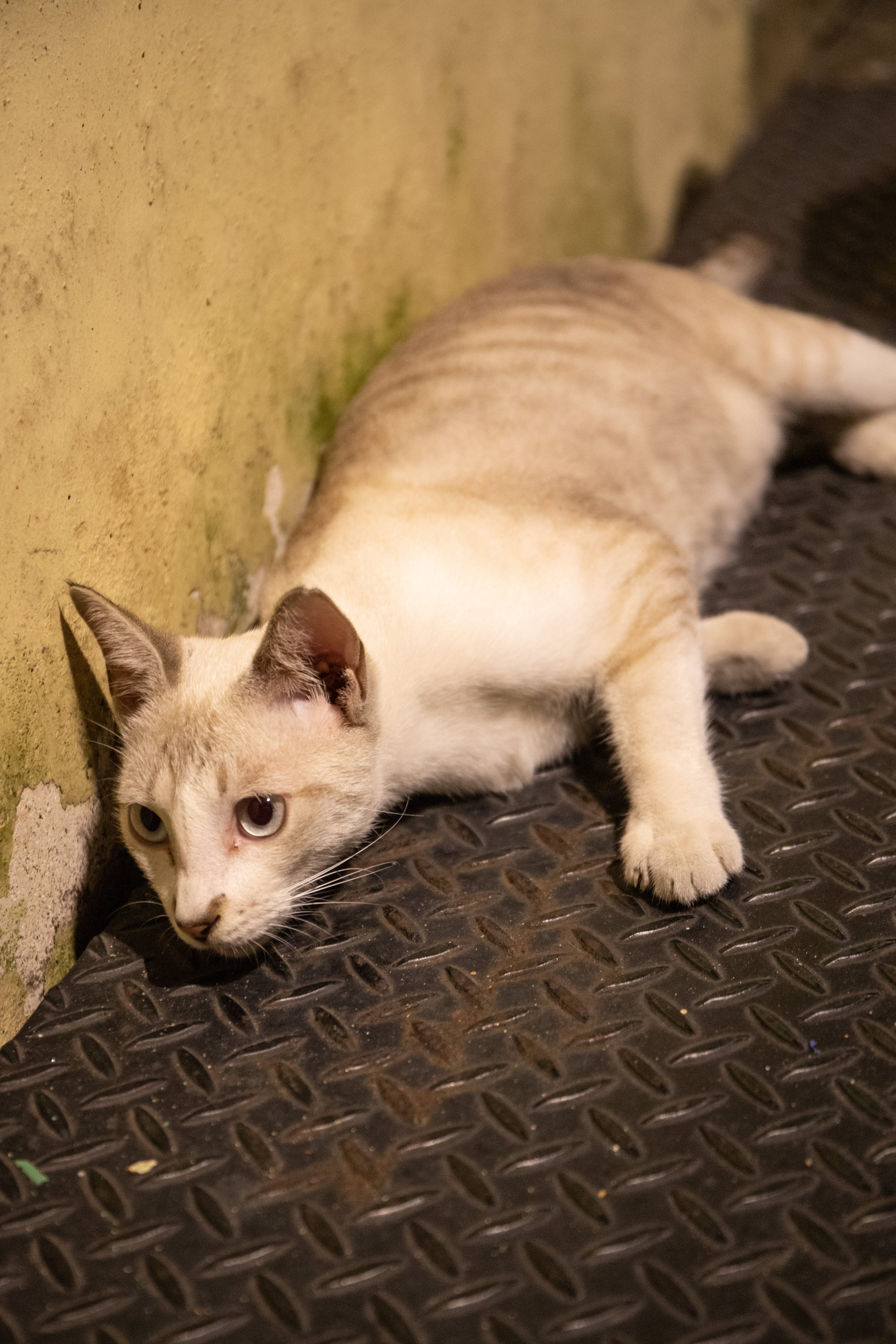 Penang on täynnä kissoja, jotka odottavat rapsuttajaansa.